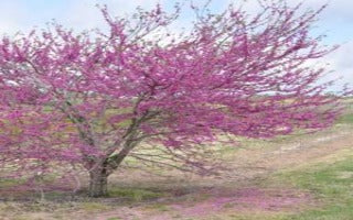 Cercis canadensis 'Pink Pom Poms'