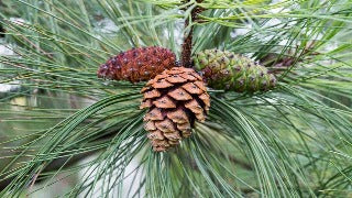 Pinus Ponderosa (Ponderosa Pine)
