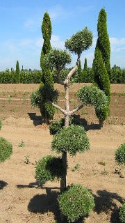 Pinus Contorta 'Poodle Pine' (Shore Pine)