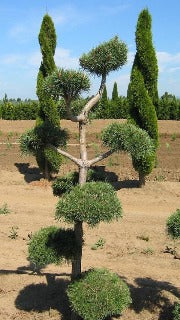 Pinus Sylvestris 'Poodle Pine' (Poodle Scotch Pine)
