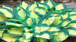 Hosta 'Popcorn' (Plantain Lily)