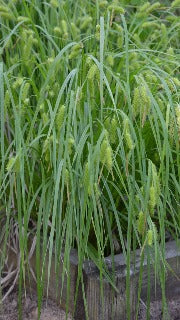 Carex Hystericina (Porcupine Sedge)