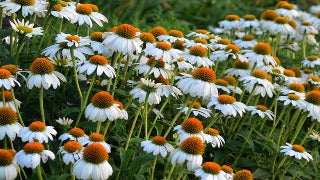 Echinacea Purpurea PowWow White (PowWow White Coneflower)