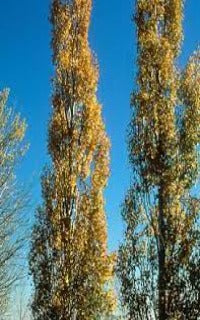 Populus tremuloides 'Prairie Skyrise' (Columnar Aspen)