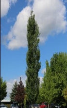 Load image into Gallery viewer, Populus tremuloides &#39;Prairie Skyrise&#39; (Columnar Aspen)
