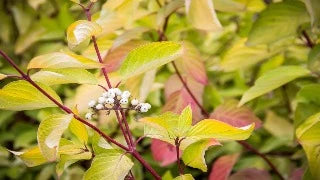 Cornus Alba Prairie Fire 'Aurea' (Prairie Fire Dogwood)