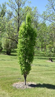 Celtis Occidentalis Prairie Sentinel (Prairie Sentinel Hackberry)