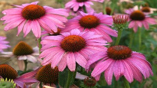Echinacea Purpurea 'Prairie Splendor' (Prairie Splendor Coneflower)