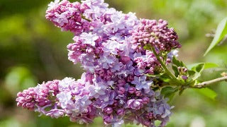 Syringa x Vulgaris 'President Grevy' (French Hybrid Lilac)