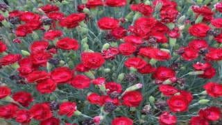 Dianthus x 'Electric Red' (Dianthus Electric Red)