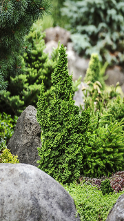 Thuja Occidentalis 'Primo' (Primo Cedar)