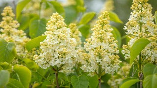 Syringa x Vulgaris 'Primrose' (French Hybrid Lilac)