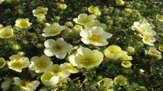 Potentilla Fruticosa 'Primrose Beauty' (Primrose Beauty Cinquefoil)