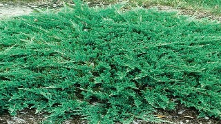 Juniperus Horizontalis 'Prince of Wales' (Prince of Wales Juniper)