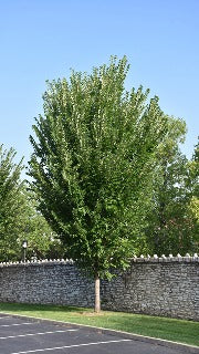 Ulmus Americana 'Princeton' (Princeton Elm)