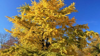 Ginkgo Biloba Princeton Sentry (Princeton Sentry Maidenhair Tree)