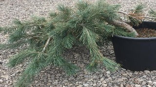 Pinus Flexilis 'Prostrata' (Creeping Limber Pine)