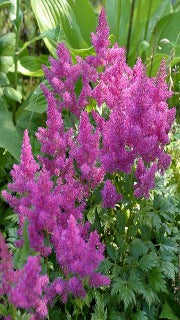 Astilbe Chinensis 'Pumila' (Dwarf False Spirea)
