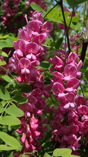 Robinia Pseudoacacia 'Purple Robe' (Purple Robe Black Locust)