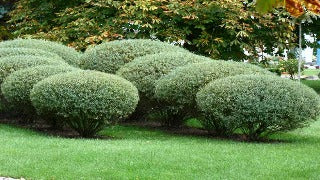 Salix Purpurea 'Pendula' (Weeping Purple-Osier Willow)