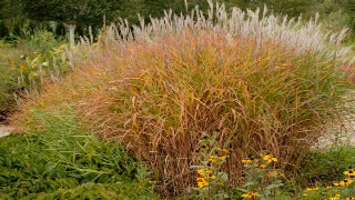 Miscanthus Sinensis Var. Purpurascens (Purple Flame Grass)