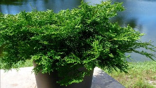 Chamaecyparis Obtusa 'Pygmaea Aurescens' (Bronze Pygmy Hinoki Falsecypress)