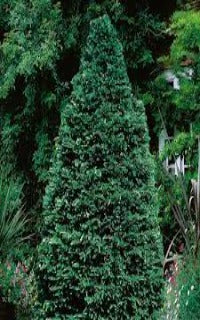 Taxus cuspidata 'Capitata' (Clipped Pyramid Yew)