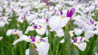 Iris Ensata 'Queens Tiara' (Japanese Water Iris)