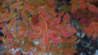 Amelanchier Canadensis Rainbow Pillar ('Glenform' Rainbow Pillar Serviceberry)