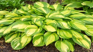 Hosta 'Rainbow's End' (Plantain Lily)
