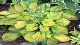 Hosta 'Rainforest Sunrise' (Plantain Lily)