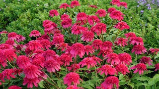Echinacea x Double Scoop Raspberry (Raspberry Coneflower)