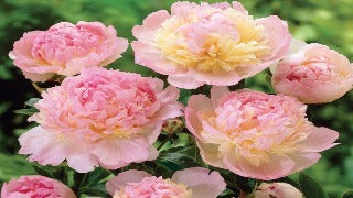 Paeonia 'Raspberry Sundae' (Peony)