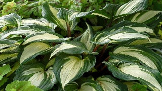 Hosta 'Raspberry Sundae' (Plantain Lily)