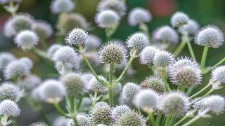 Eryngium Yuccifolium (Rattlesnake Master)
