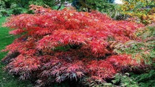 Load image into Gallery viewer, Acer palmatum &#39;Sharp&#39;s Pygmy&#39;
