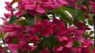 Malus Red Baron