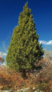 Juniperus Virginiana (Eastern Red Cedar)