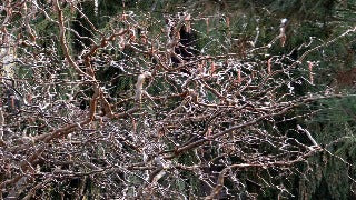 Corylus Avellana 'Red Dragon' (Corkscrew Hazel)