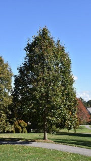 Tilia Americana 'Redmond' (Redmond Basswood)