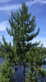 Pinus Resinosa (Red Pine)