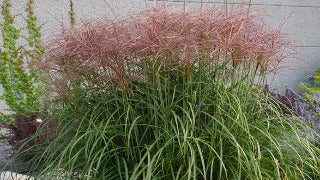 Miscanthus Sinensis Red-Silver (Red-Silver Maiden Grass)