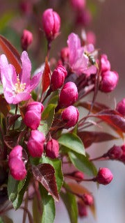 Malus Red Splendor