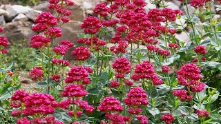Centranthus Ruber (Red Valerian)