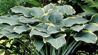 Hosta 'Regal Splendor' (Plantain Lily)