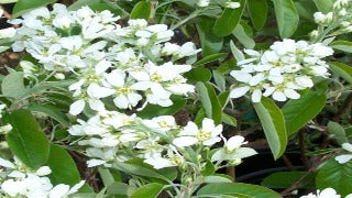Amelanchier Alnifolia ('Regent' Regent Saskatoon Berry)