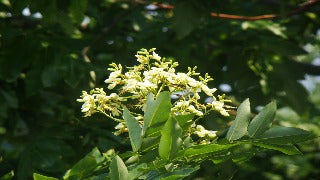 Sophora Japonica 'Regent' (Regent Japanese Pagodatree)