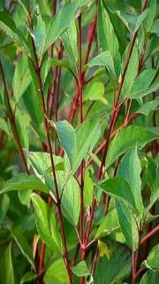 Cornus Alba Red Gnome 'Regnzam' (Red Gnome Dogwood)