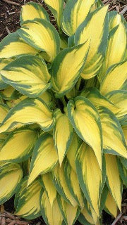 Hosta 'Remember Me' (Plantain Lily)