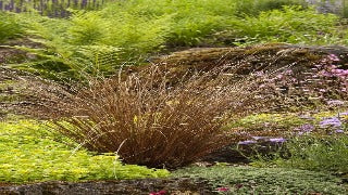 Red Fox Sedge